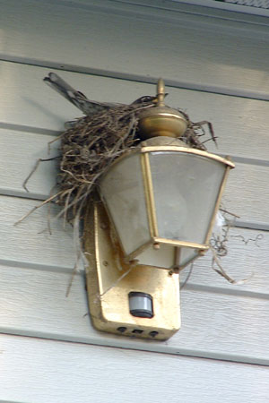 mother bird on the nest