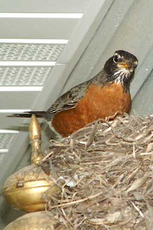 mother bird on the nest